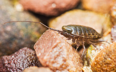 Close-up of a woodlouse on rocky surface