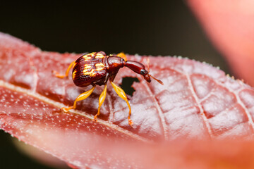 Tiny giraffe weevil walking on red leaf in rainforest habitat