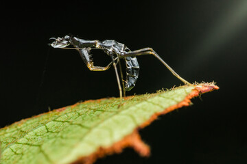 Praying mantis standing on a green leaf with black background