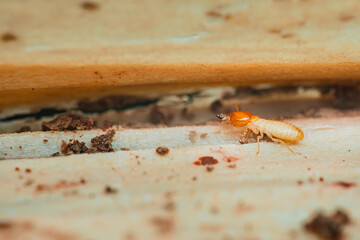 Termite walking on damaged wood surface in house