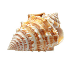 Obraz premium Beautiful sea shell with intricate pattern isolated on Transparent background for artistic display and study, sea shell isolated on PNG background