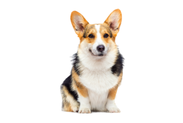 cute corgi dog portrait on transparent background