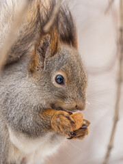 The squirrel with nut sits on tree in the winter or late autumn