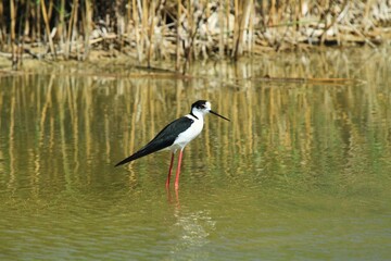 Black-winged stilt (Himantopus himantopus) wading in a calm pond in Torrevieja, Spain