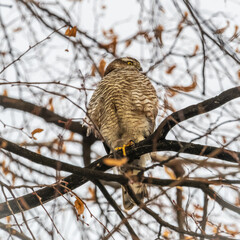 A Eurasian sparrowhawk perched on a branch of a tree outdoors.