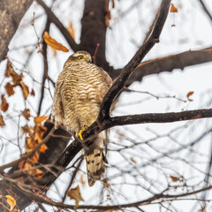 A Eurasian sparrowhawk perched on a branch of a tree outdoors.