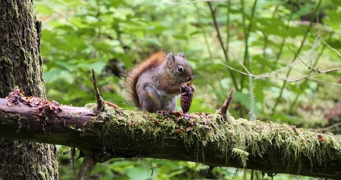 American red squirrel eating seeds of conifer cone in Sitka National Historical Park, Alaska.
