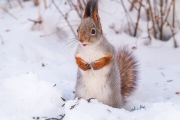 Portrait of a squirrel in winter on white snow background