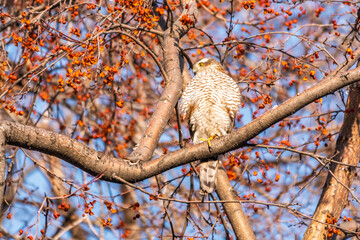 A Eurasian sparrowhawk perched on a branch of a tree outdoors.