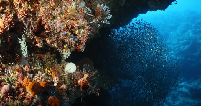 Beautiful coral reef with lots of fish, Great Barrier Reef, australia, tropical