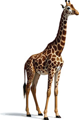 Obraz premium giraffe isolated on white