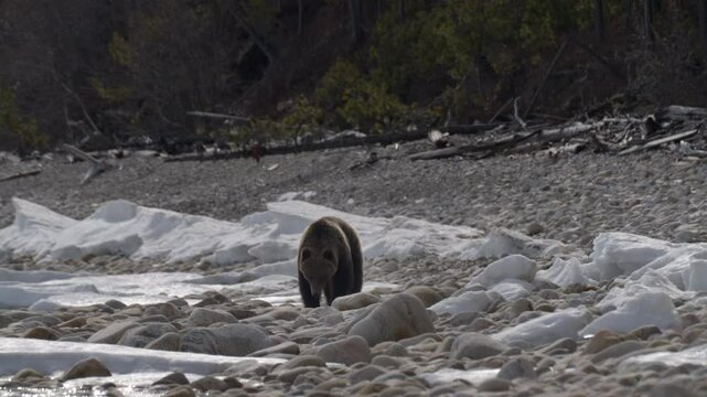 Wild brown bear wanders over rocks and ice after hibernation in search of food