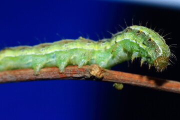 caterpillar insects closeup macro photography