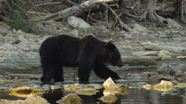 A brown bear turns over rocks in search of food on a forest lake. Slow motion