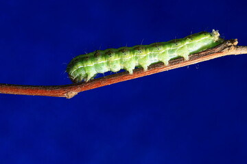 caterpillar insects closeup macro photography