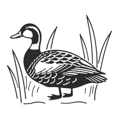 Swimming Duck Bird Vector Illustration