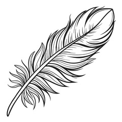 feather vector illustration