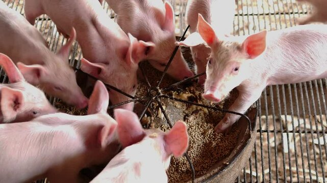 Many piglets are eating prepared food in the pig farm. Little piglets are eating food.
