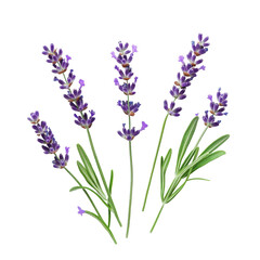 Naklejka premium Delicate lavender flowers with green leaves isolated on a bright Transparent background for creative design, Lavender flowers isolated on white