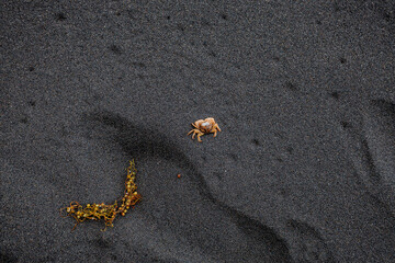 Dead crab body lying on dark volcanic sand, isolated and exposed, symbolizing fragility, natural cycles and coastal marine life.