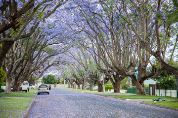 Flowering jacaranda trees arch over a suburban street