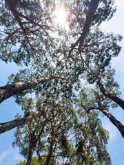 Sunlight through the pine trees on a clear summer day