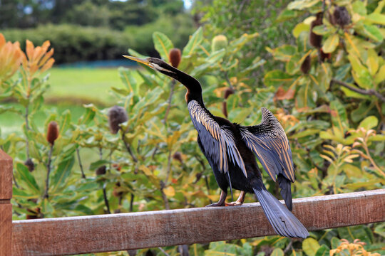 Darter with outstretched open wings Anhinga melanogaster
