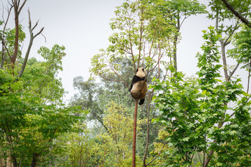 One giant panda enjoy his time on tree