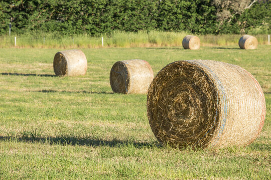 Round hay bales sitting in a green paddock