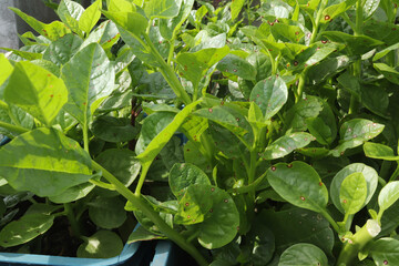 Malabar spinach plants growing in a garden