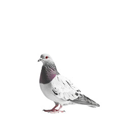 Fototapeta premium Pigeon standing gracefully on a bright Transparent background highlighting its features and coloration, Pigeon on PNG background