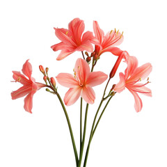 Obraz premium Nerine flowers showcase vibrant pink hues on a Transparent background, highlighting their elegant petals and shape, Nerine flowers flat PNG background