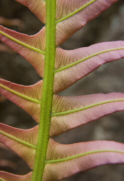 Close-up of young fern frond with zig-zag pattern