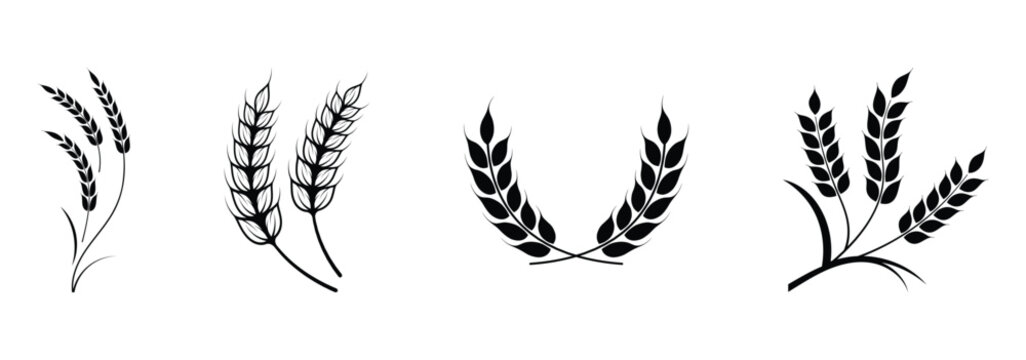 Wheat ear icons set vector silhouettes. Black wheat spikelet vector collection. Set of wheat stalk. Cereal plant silhouettes. Wheat silhouettes. Wheat vector icons. Design eps 10