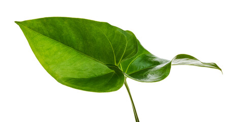 Flamingo flower, Anthurium sweet dream leaf isolated on white background, with clipping path