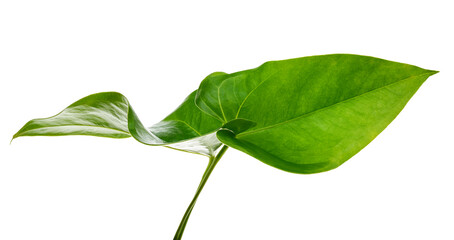 Flamingo flower, Anthurium sweet dream leaf isolated on white background, with clipping path