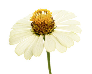 White Zinnia Flower, Zinnia elegans isolated on white background, with clipping path   