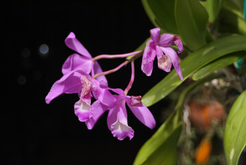 Beautiful Purple Cattleya Orchid Flower with Blurred Background