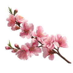 Delicate Bloom of Pink Cherry Blossoms on a white background.