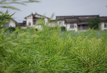 Cole seed at the filed,,China