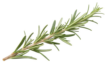 Fototapeta premium rosemary on white background