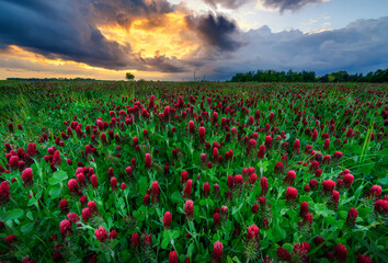 Beautiful sunset over field of blossoming clover incarnate