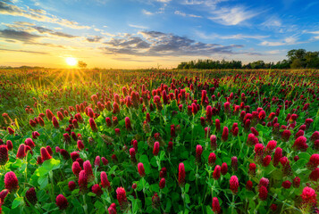 Beautiful sunset over field of blossoming clover incarnate