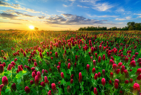 Fototapeta Beautiful sunset over field of blossoming clover incarnate