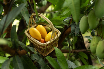 Fresh ripe mangoes in wicker basket on tree branch overhead view