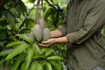 Farmer presenting bunch of green young mango at tropical orchard