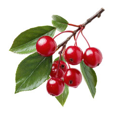 Vibrant Red Berries with Lush Green Leaves on a white background.