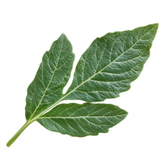 Obraz premium Perfectly shaped tomato leaf isolated on a Transparent background showcasing its vibrant green color and texture, Tomato leaf isolated on PNG background