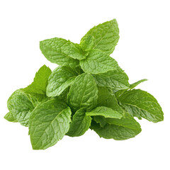Fresh mint leaves isolated on a clean Transparent background, showcasing vibrant green color and texture, mint isolated on PNG background