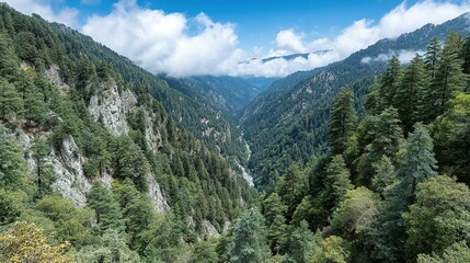 Fototapeta premium Lush mountain valley with dense forests.